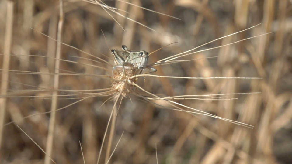 grasshoppers, drought, southern, alberta