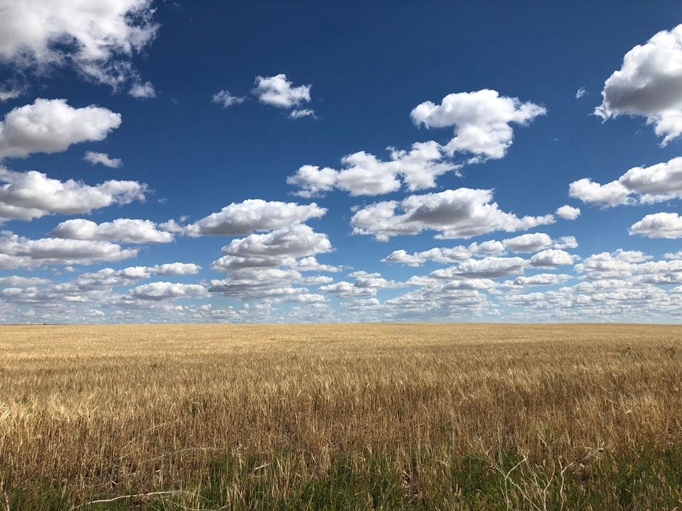 Southern Alberta, field, clouds, viewer, Mark