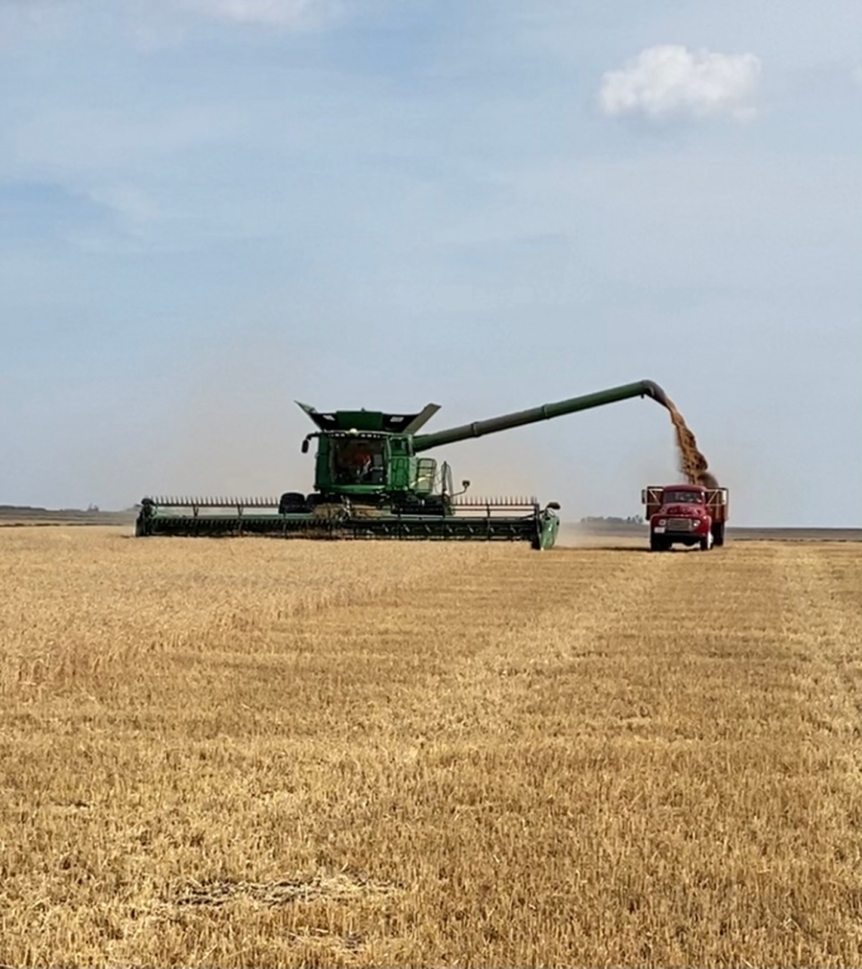 Ford F-155, harvest, Acme, Alberta, Viv