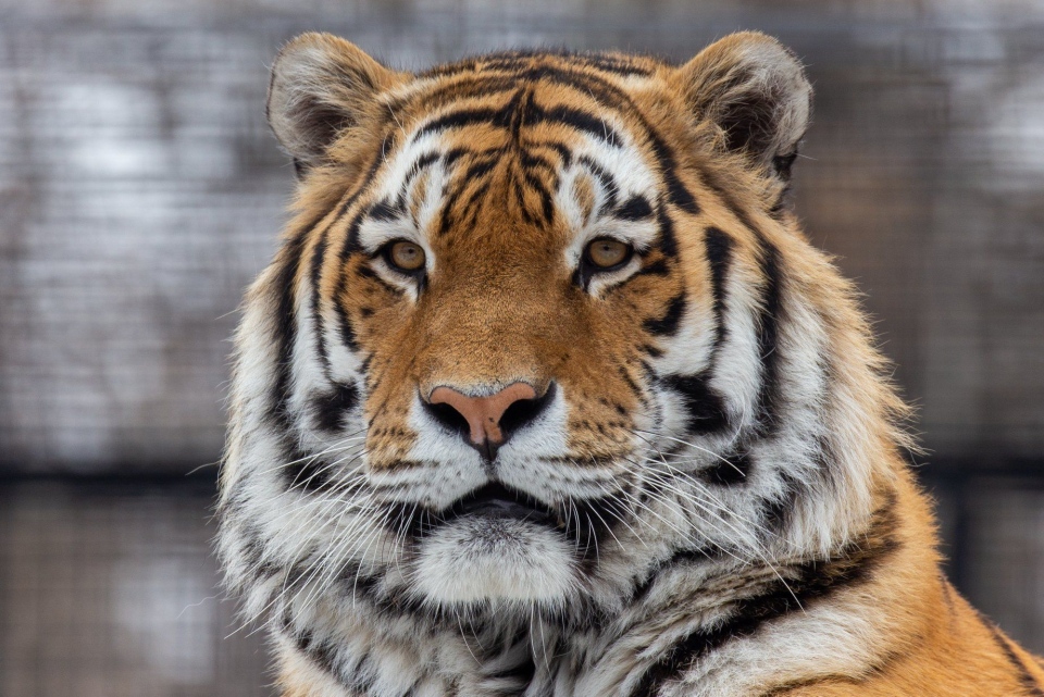 Calgary Zoo tiger Samkha
